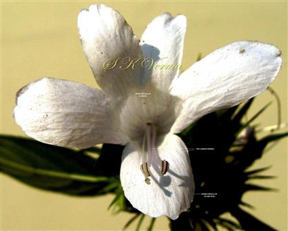  Flower